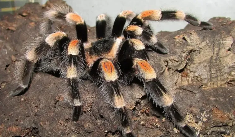 21947 female mexican red knee tarantula