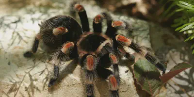 /img/21947-spiderlings.webp