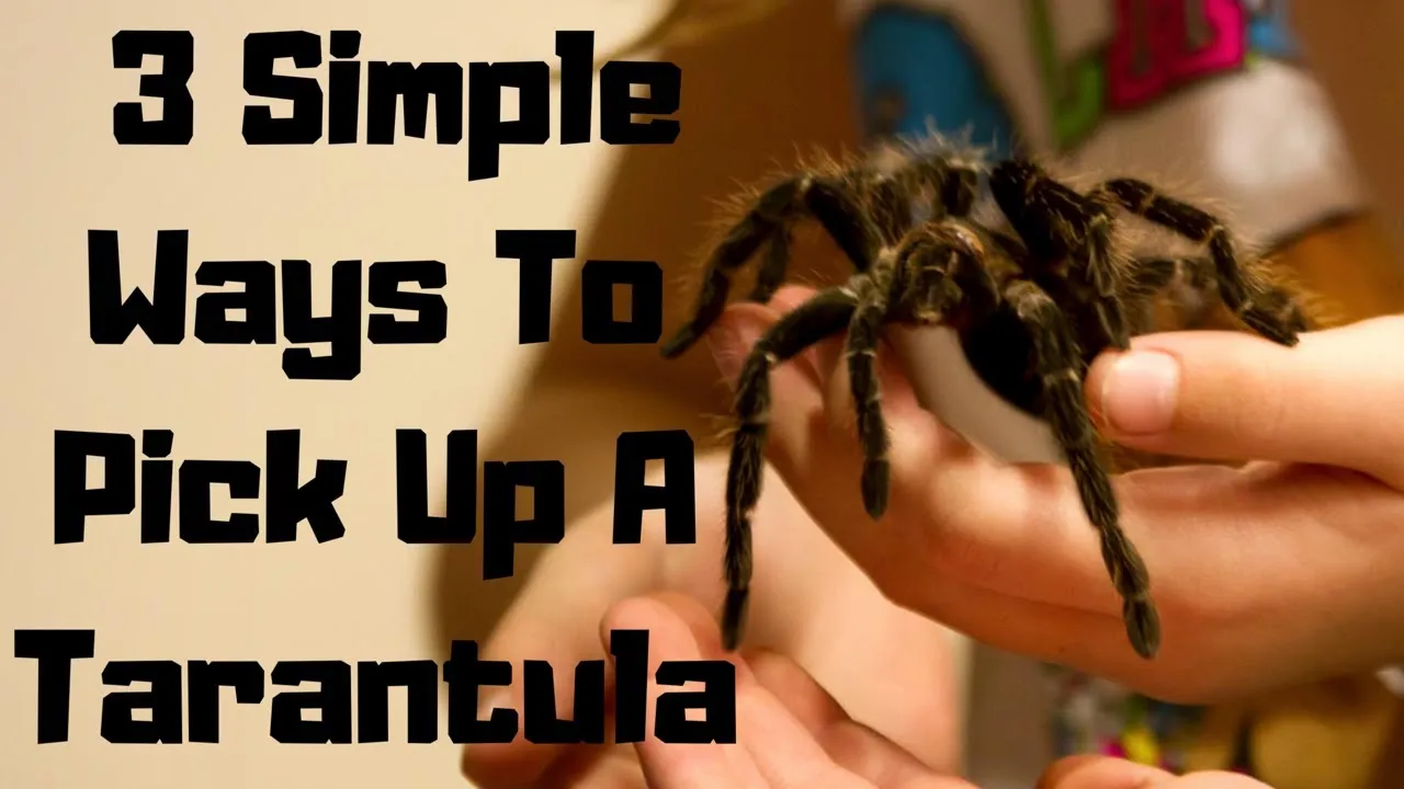 21948 tarantula handling safety