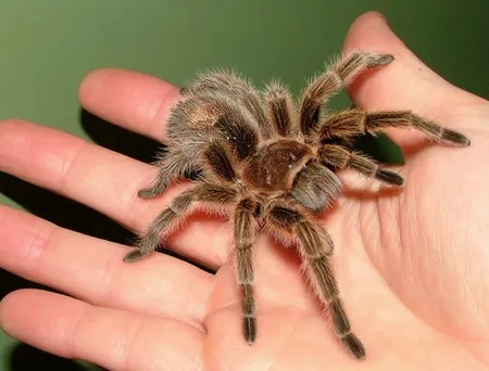 /img/21948-tasmanian-tarantula-breeding.webp