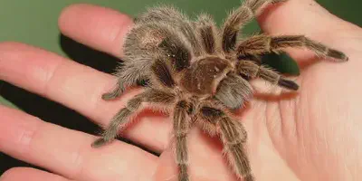/img/21948-tasmanian-tarantula-breeding.webp