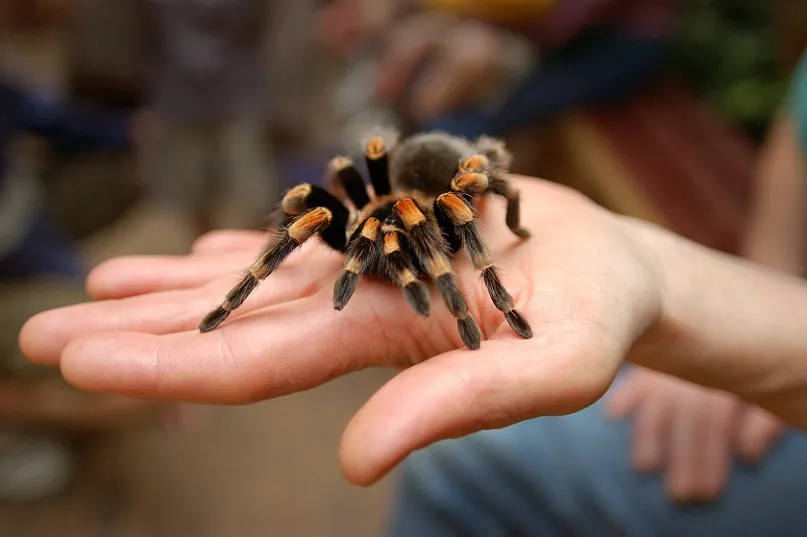 21948 tasmanian tarantula in habitat
