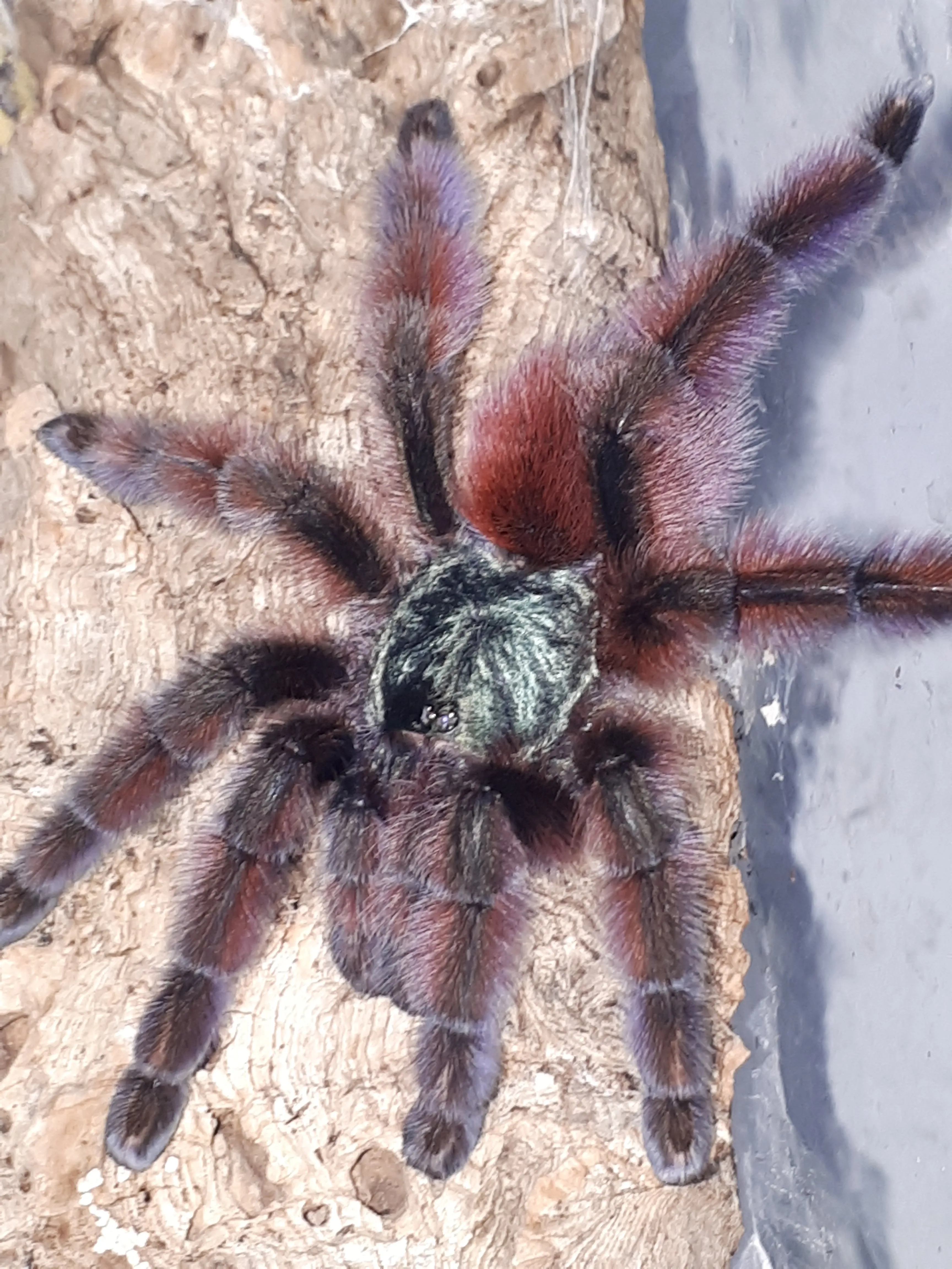 21949 versicolor tarantula breeder