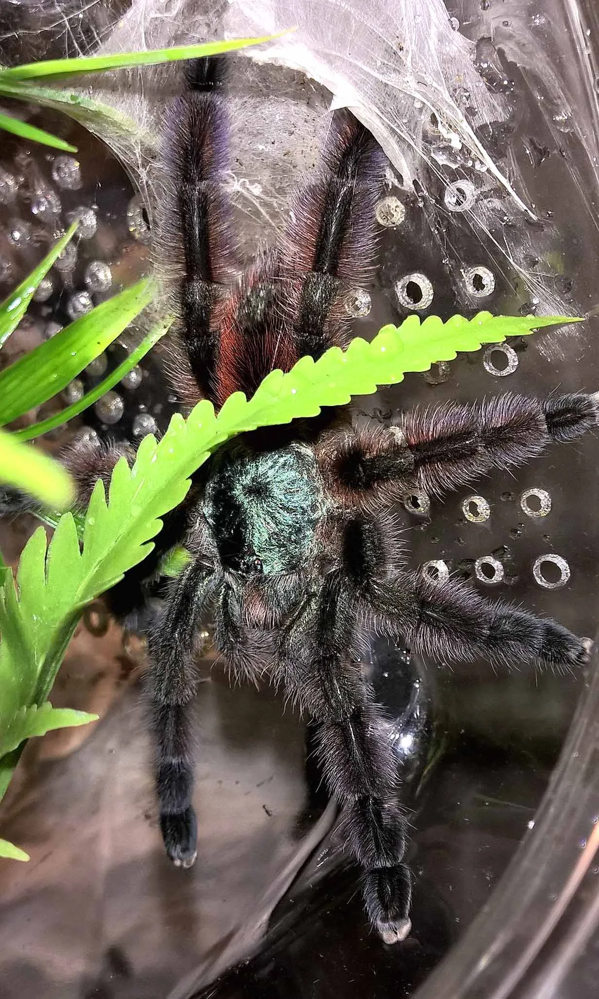 21949 versicolor tarantula feeding