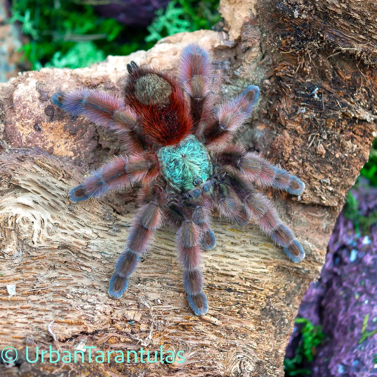 /img/21949-versicolor-tarantula-health.webp