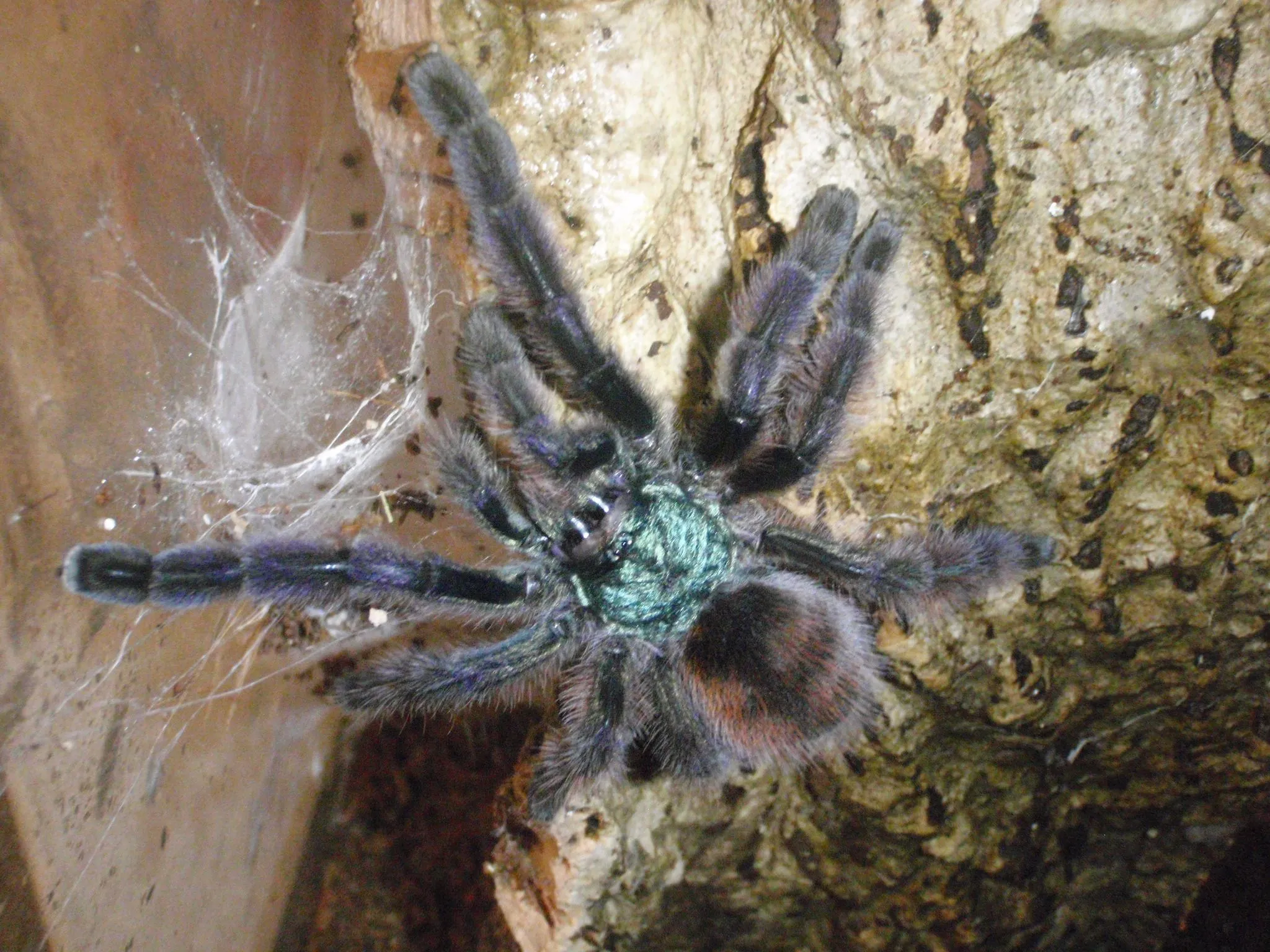 21949 versicolor tarantula morph