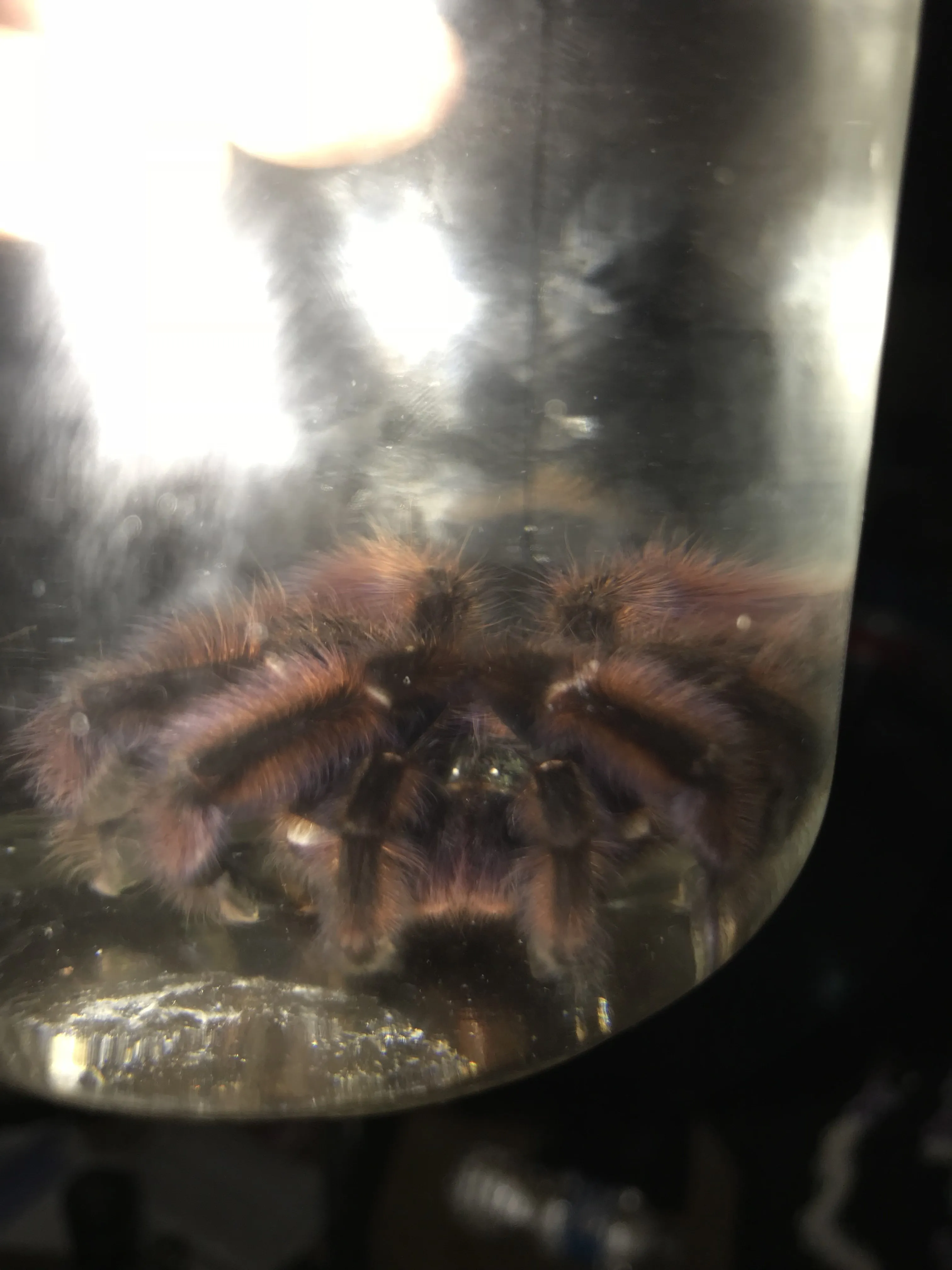 21949 versicolor tarantula size