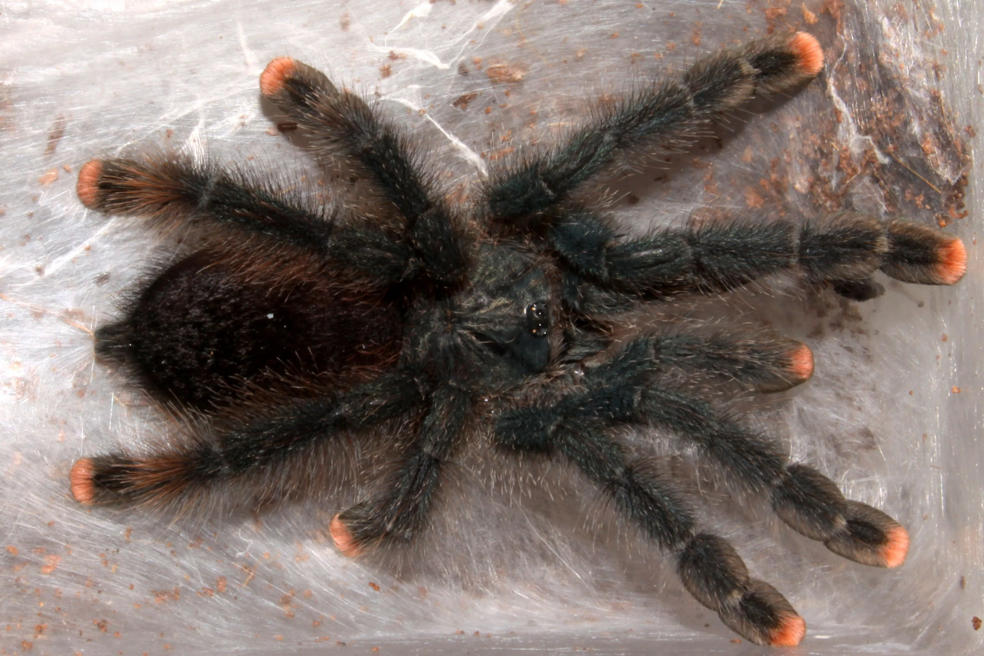 /img/21951-tarantula-enclosure-setup.webp