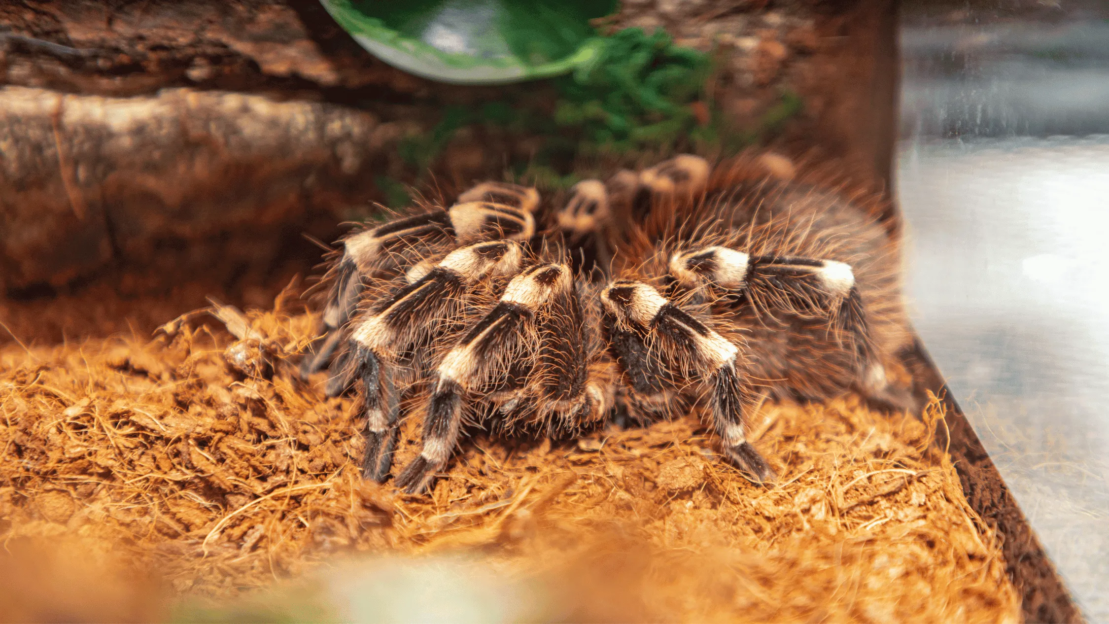 21951 tarantula feeding guide