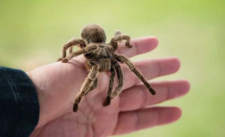 21951 tarantula molting process