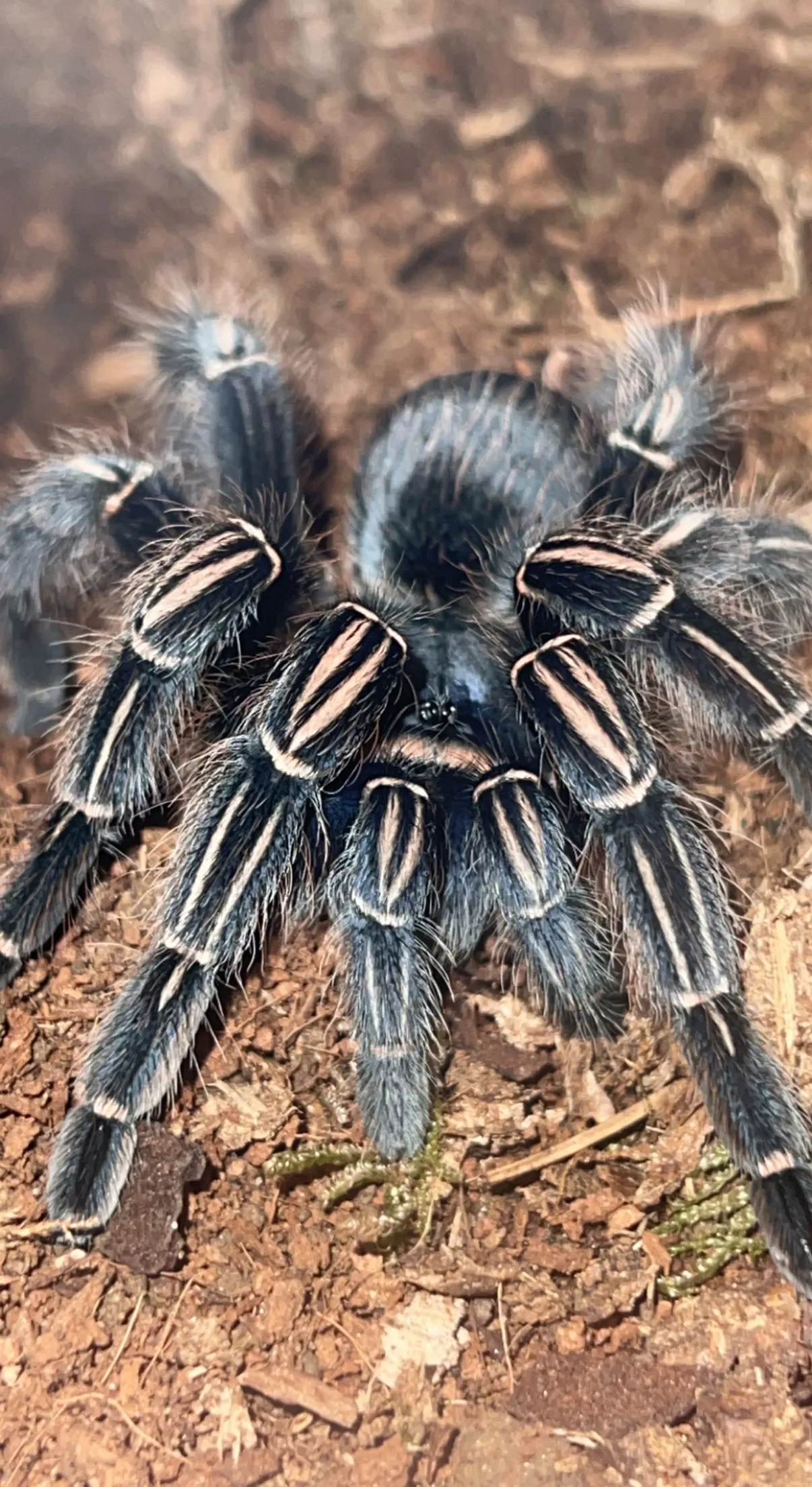/img/21953-zebra-tarantula-feeding-frequency.webp