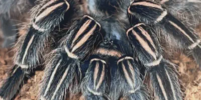 /img/21953-zebra-tarantula-feeding-frequency.webp