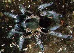 21953 zebra tarantula feeding