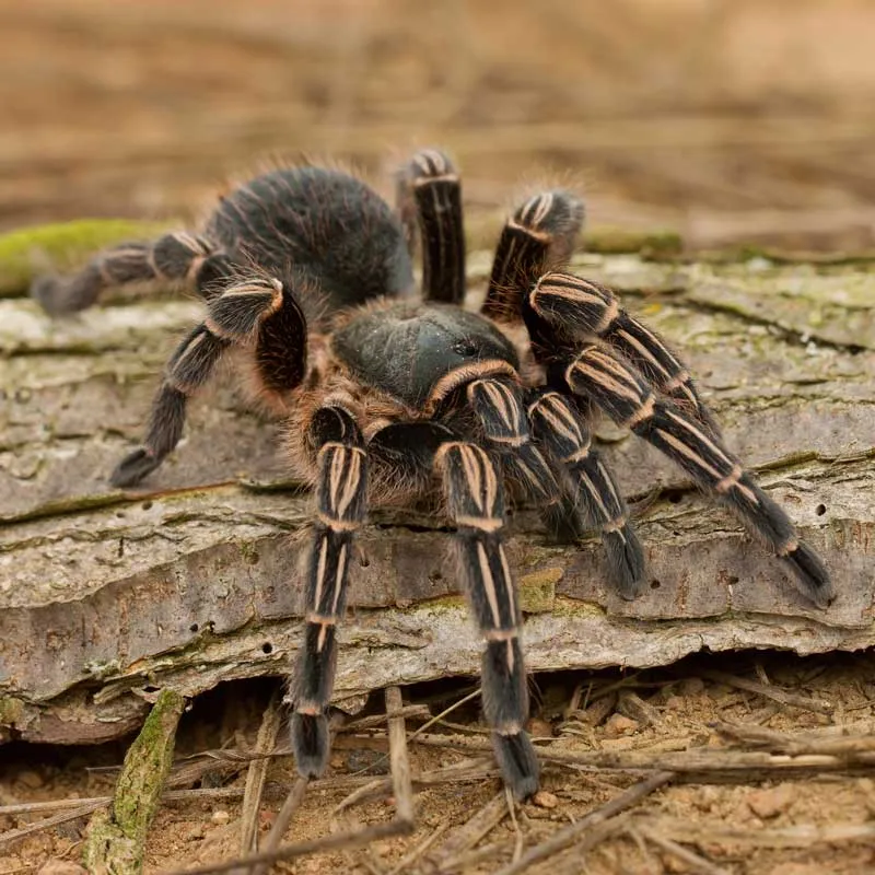 21953 zebra tarantula health