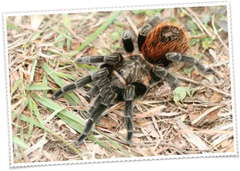 21956 tarantula enclosure