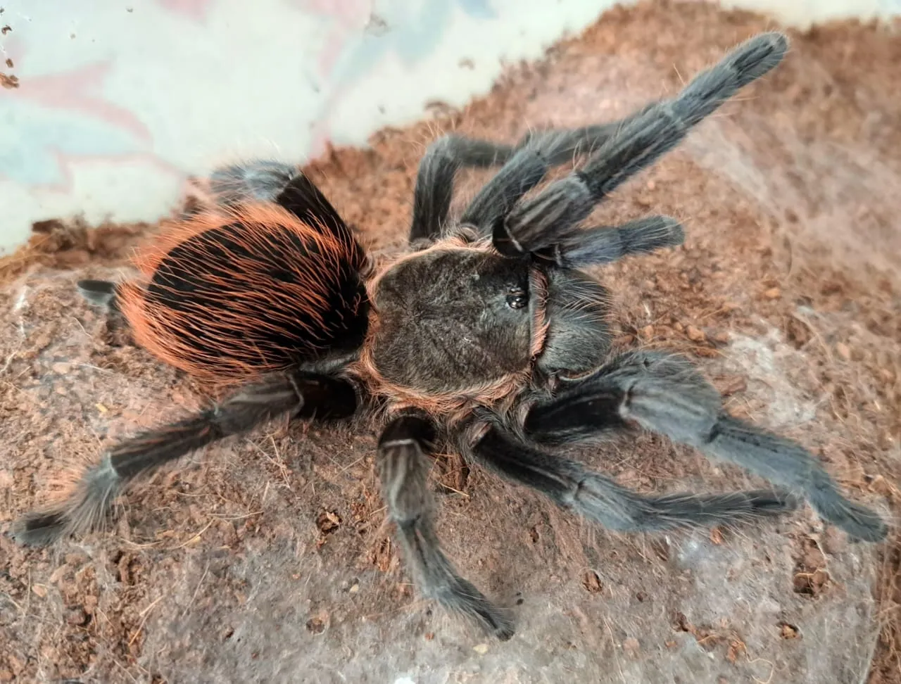 21956 tarantula feeding