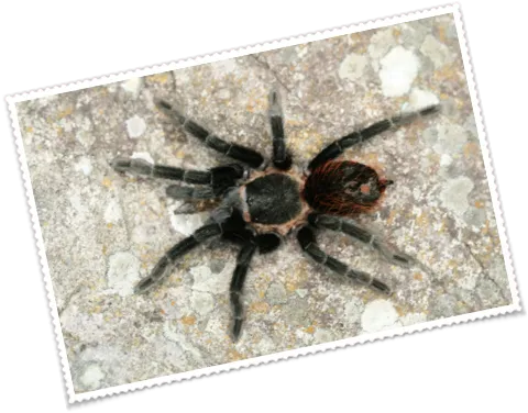 21956 tarantula habitat