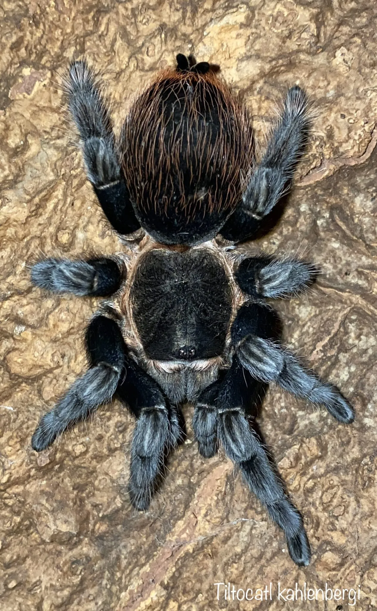 21956 tarantula handling