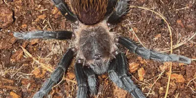 /img/21956-tarantula-health.webp
