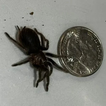 21956 tarantula substrate