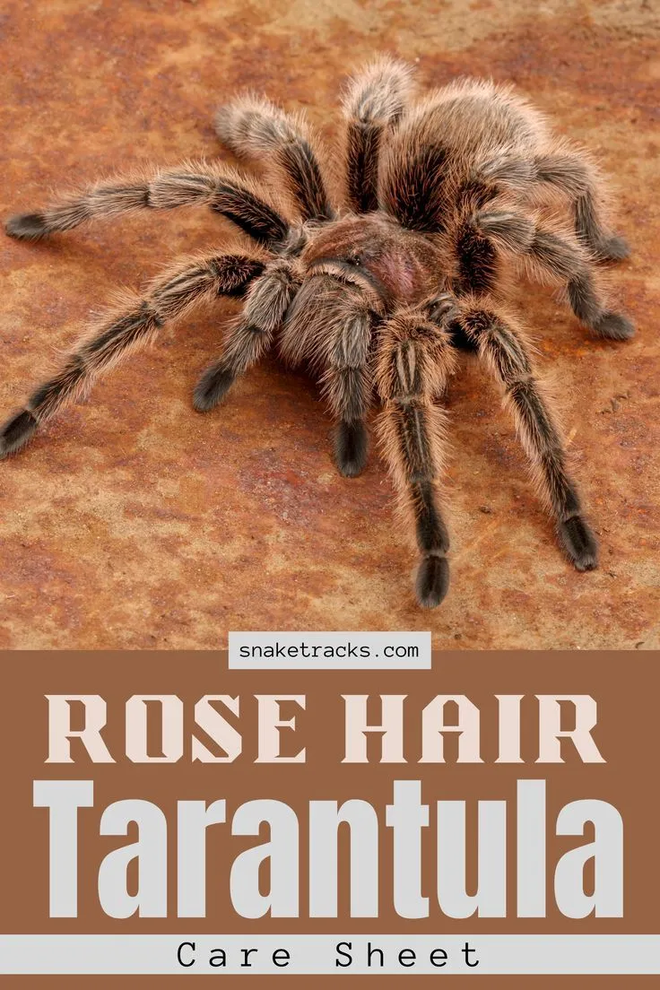 21959 rose hair tarantula earth connection