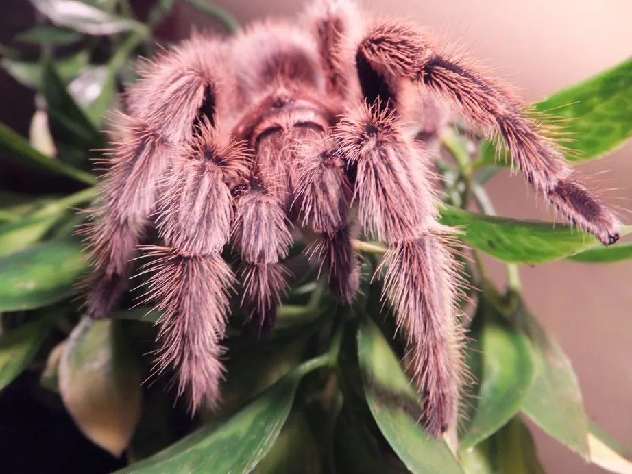 /img/21959-rose-hair-tarantula-meditation.webp