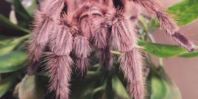/img/21959-rose-hair-tarantula-meditation.webp