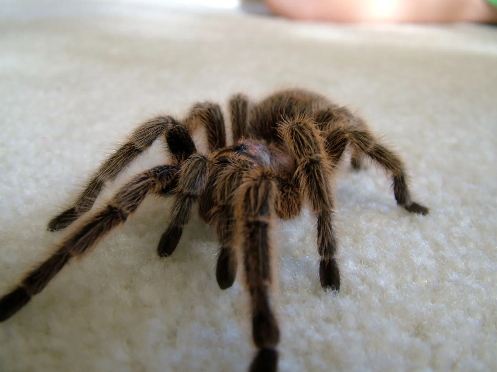 21959 rose hair tarantula resilience