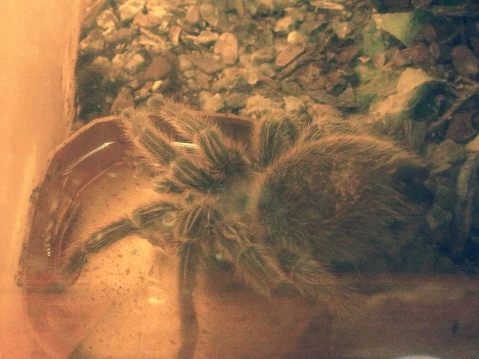 21970 tarantula drinking water dish