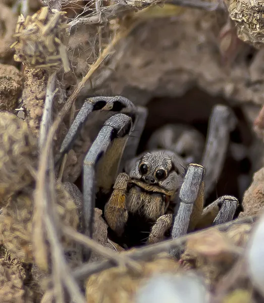 21971 lycosidae tarantula image4