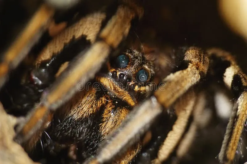 21971 lycosidae tarantula image5