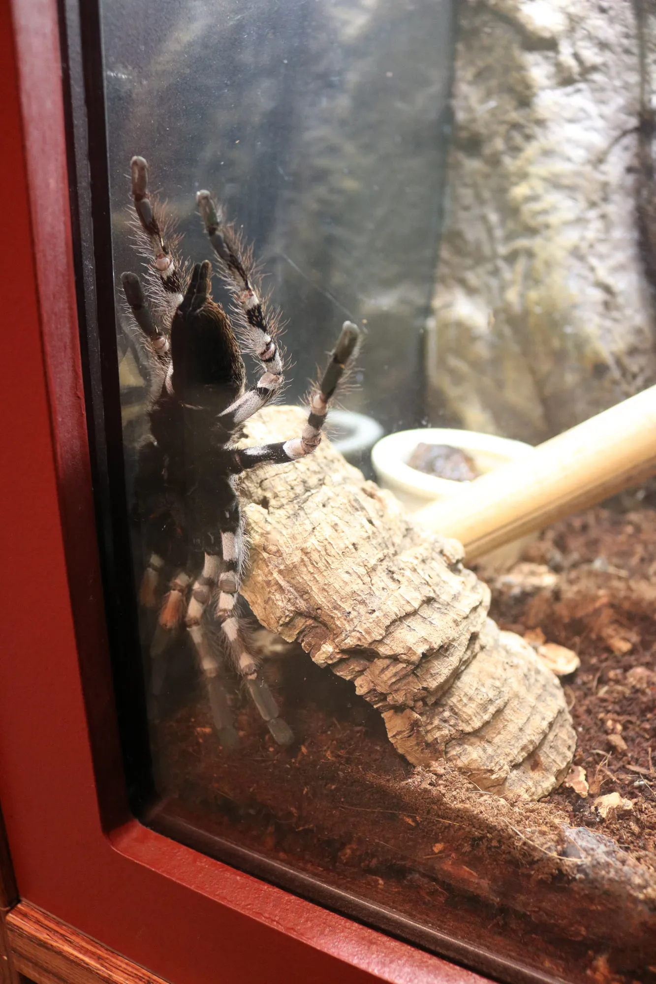 21973 tarantula consumer feeding