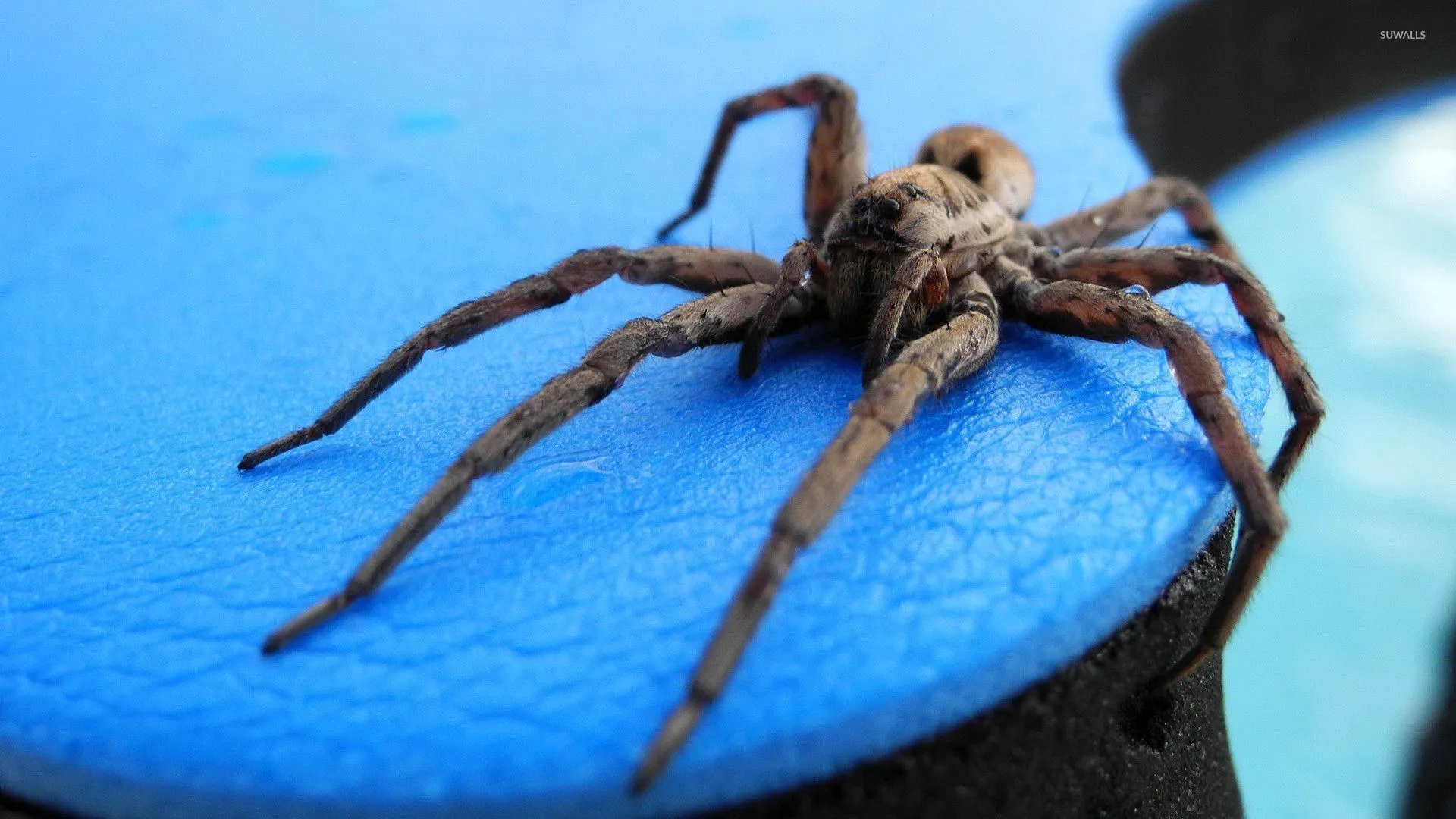 21974 compositing tarantula