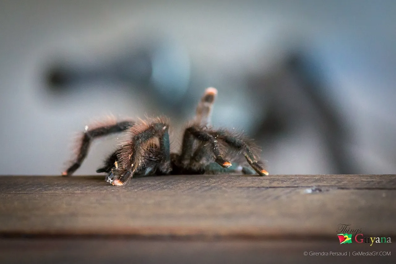 21975 healthy pinktoe tarantula