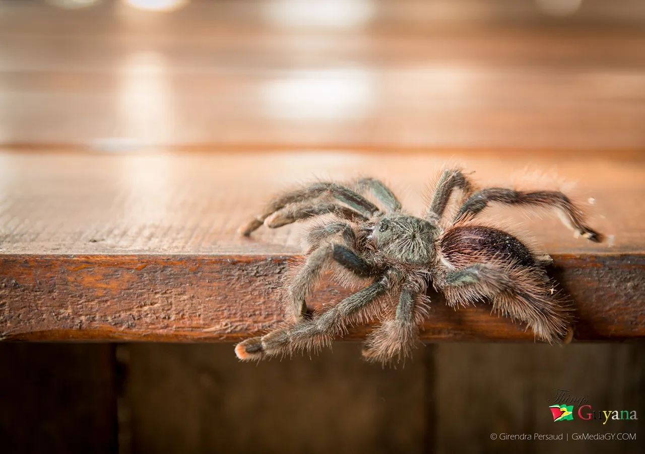 21975 pinktoe tarantula feeding