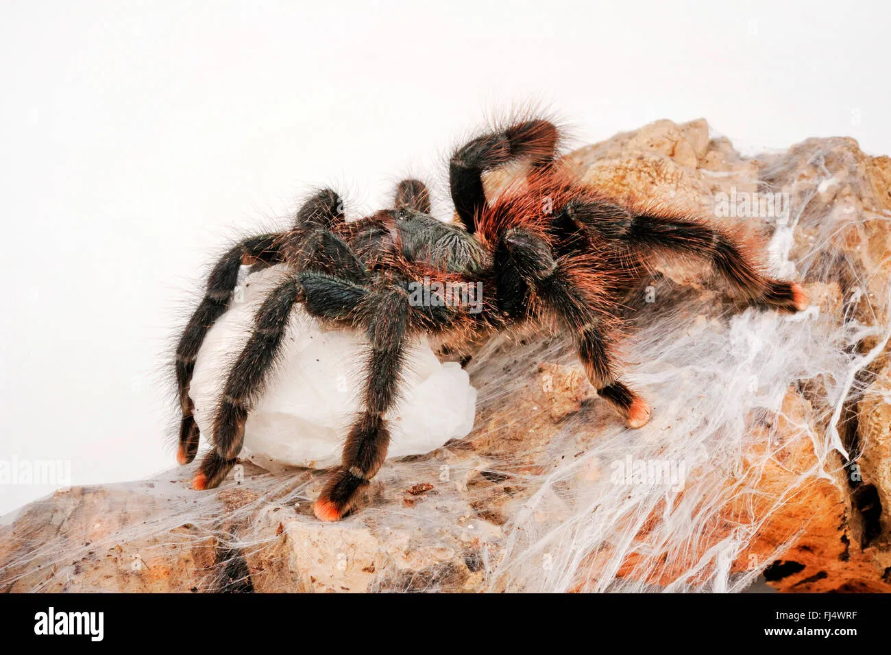 21975 pinktoe tarantula handling