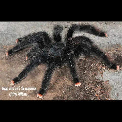 21975 pinktoe tarantula molting