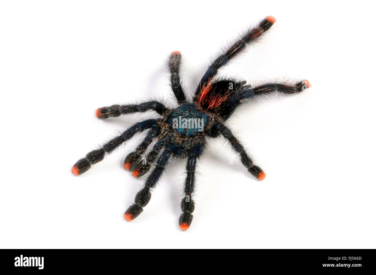 21975 pinktoe tarantula terrarium