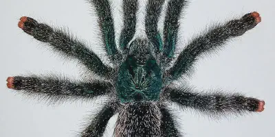 /img/21975-pinktoe-tarantula-watering.webp