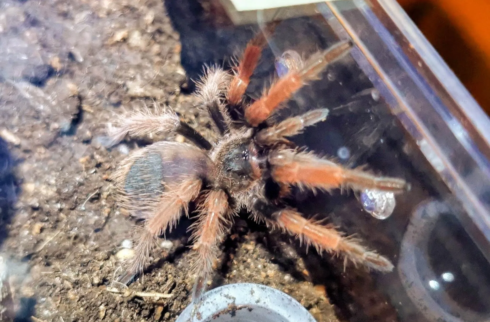 21978 tarantula light cycle