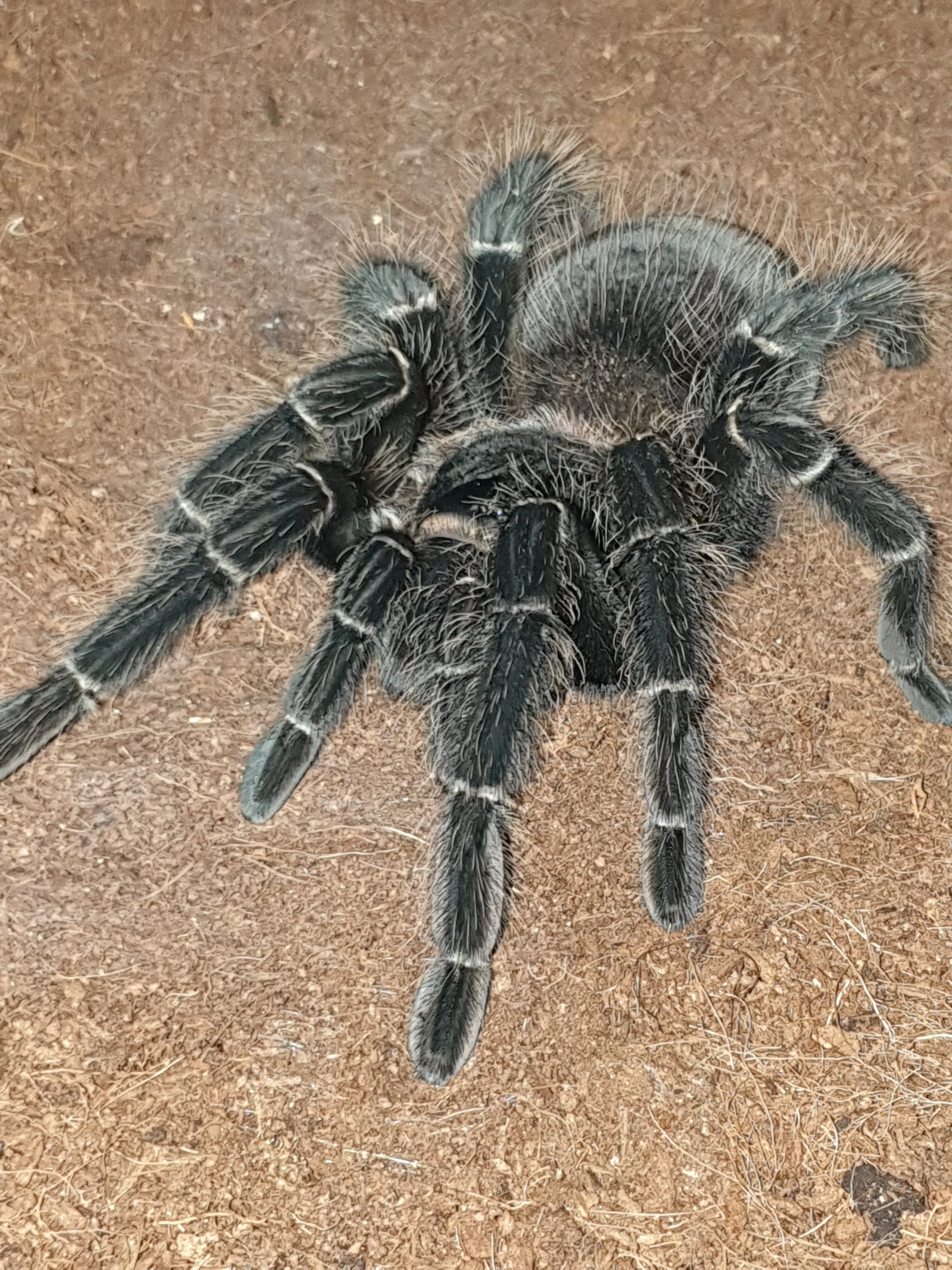 /img/21978-tarantula-light-temperature.webp
