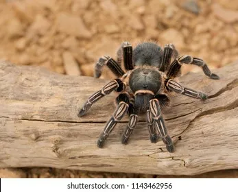 21979 costa rican zebra knee tarantula 1