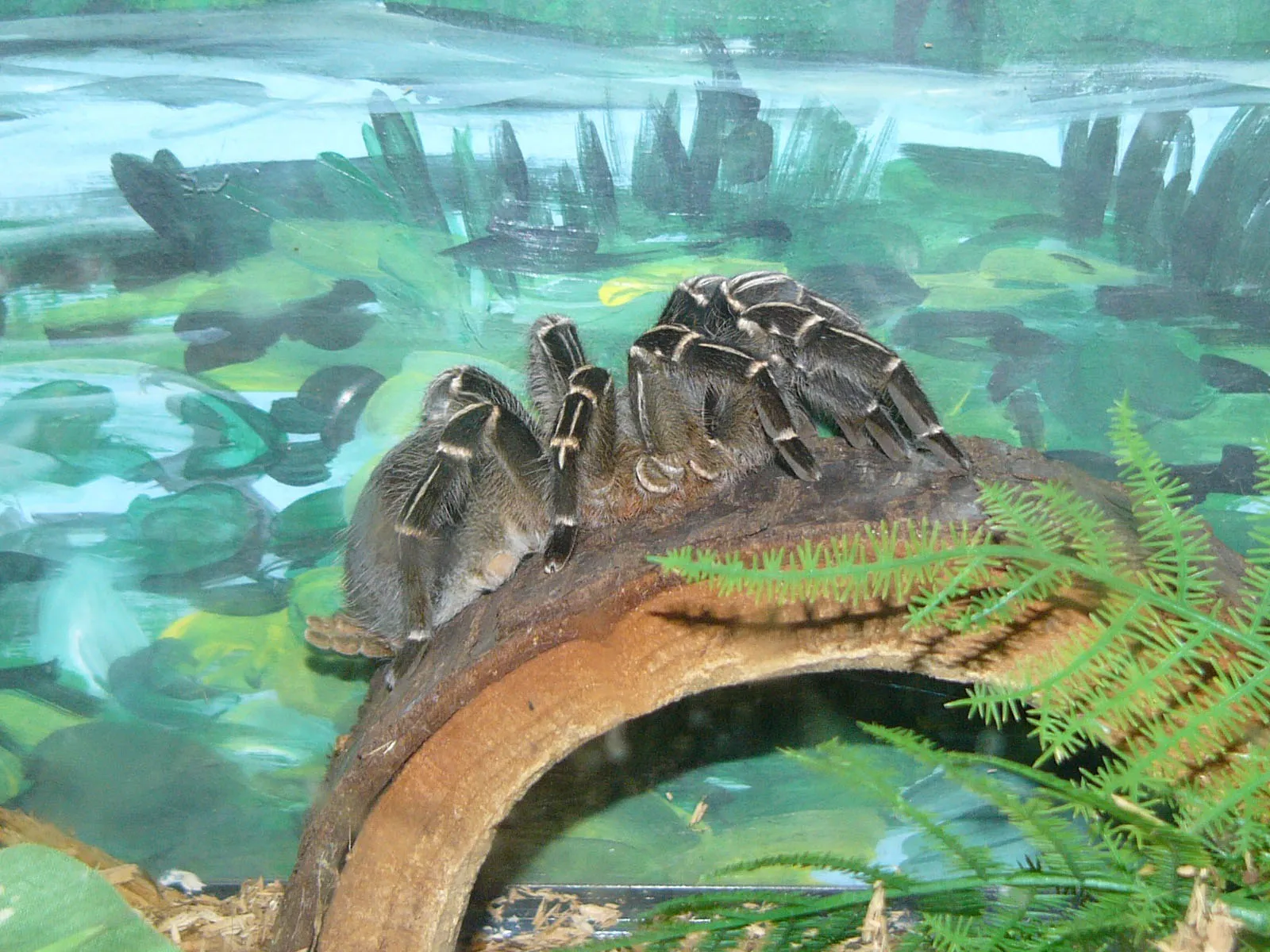 21979 costa rican zebra knee tarantula 3