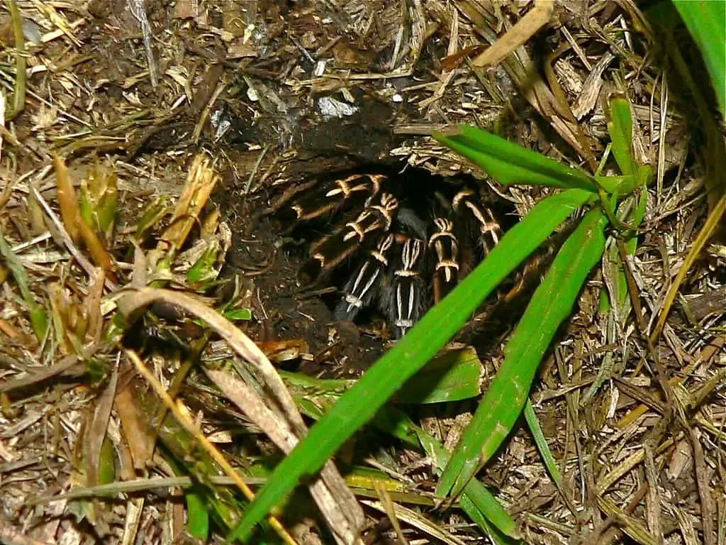 21979 costa rican zebra knee tarantula 4