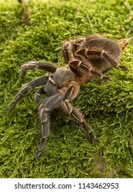 21979 costa rican zebra knee tarantula 6