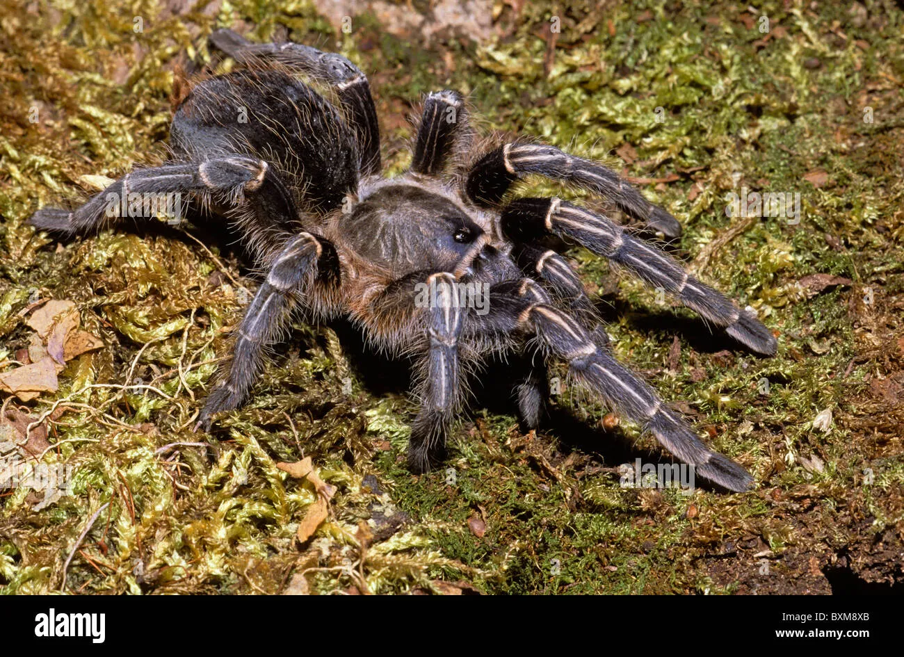 /img/21979-costa-rican-zebra-knee-tarantula-7.webp