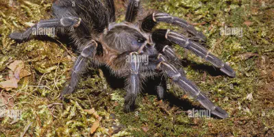 /img/21979-costa-rican-zebra-knee-tarantula-7.webp
