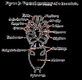 21981 tarantula abdomen