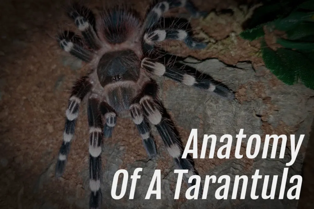 /img/21981-tarantula-hairs.webp