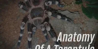 /img/21981-tarantula-hairs.webp